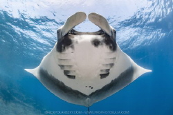 After 15 years Giant Pacific Manta Rays have made a retur... by Nick Polanszky 